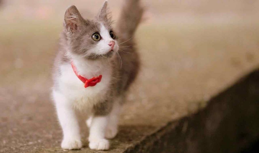 恋愛を焦らないで うまくやる方法 痛い思いをしないために 大切なこと 小川健次ブログ Bigthink