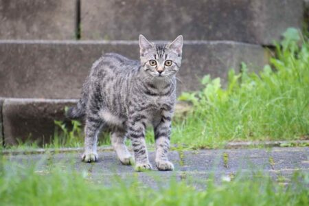 小川健次Blog